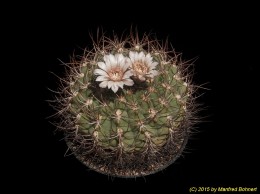 Gymnocalycium guanchinense 277